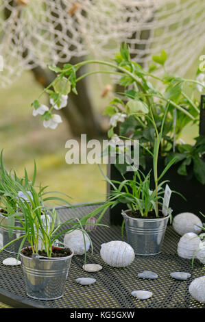 Decorazione a molla con vasi di piante, rose quaresimale, helleborus orientalis, Foto Stock