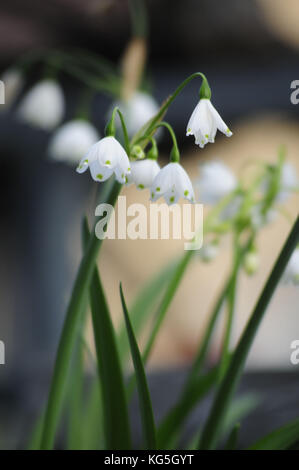 Il simbolo del fiocco di neve di primavera, leucojum vernum, close-up Foto Stock