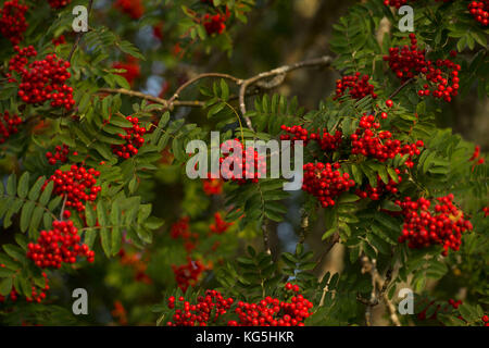 Rowan bacche, rami piena di bacche rosse Foto Stock