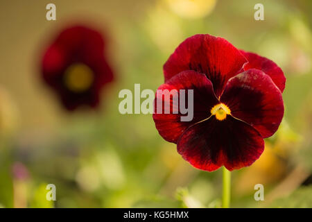 Pansy fiori nel giardino di autunno Foto Stock