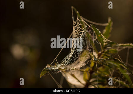 Shiny ragnatela su impianto a secco, natura sfondo scuro Foto Stock