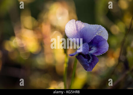 Gocce di rugiada sul petalo di fiore di pansy e colorato sfondo bokeh di fondo Foto Stock