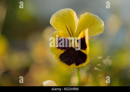 Gocce di Rugiada di mattina su petalo di fiore pansy, sfondo colorato Foto Stock