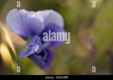 Gocce di Rugiada di mattina su petalo di fiore pansy Foto Stock