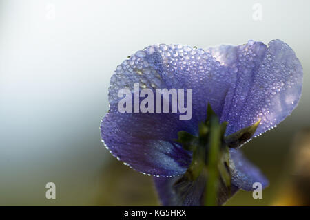 Gocce di Rugiada di mattina su petalo di fiore pansy, luce sfondo blu Foto Stock