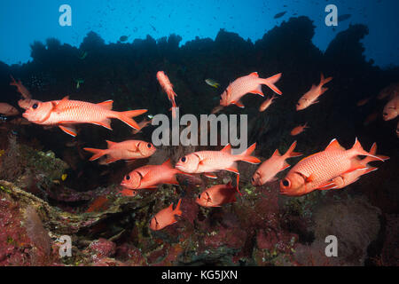 Secca di blotcheye soldierfish, myripristis murdjan, isola Christmas, australia Foto Stock