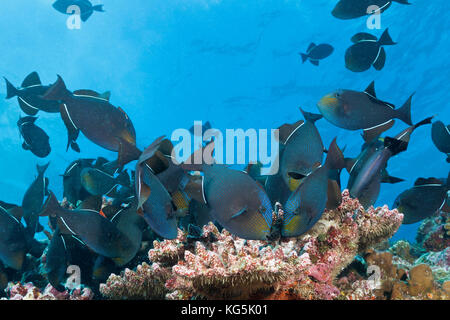 Secca di nero pesci balestra, melichthys niger, isola Christmas, australia Foto Stock