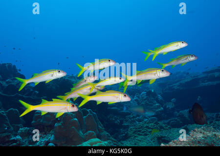 Secca di tonno albacora goatfish, mulloidichthys vanicolensis, isola Christmas, australia Foto Stock