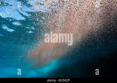 Nuvole di larve di granchio swirl vicino a riva, gecarcoidea natalis, isola Christmas, australia Foto Stock