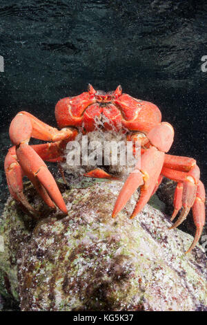 Isola di Natale granchio rosso uova di rilascio in oceano, gecarcoidea natalis, isola Christmas, australia Foto Stock