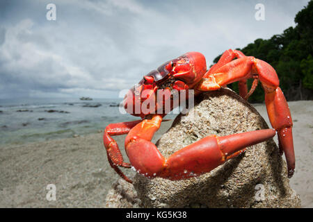 Isola di Natale granchio rosso a ethel beach, gecarcoidea natalis, isola Christmas, australia Foto Stock