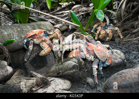 Gruppo di robber crab Birgus latro, isola Christmas, australia Foto Stock