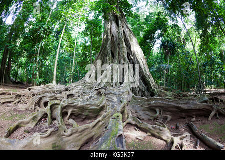 Radici quadrate di Giant Strangler Fig Tree, Ficus sp., Isola Christmas, Australia Foto Stock