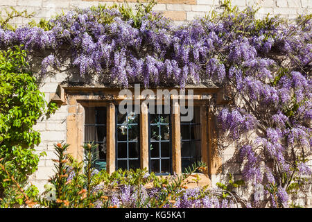 Inghilterra, Cotswolds, worcestershire, Broadway, finestra e glicini Foto Stock