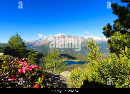 Rododendri e lago Palù incorniciato dal monte Disgrazia visto dal Monte Roggione Malenco Valley Valtellina Lombardia Italia Europa Foto Stock