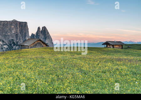 Alpe di Siusi, Dolomiti, Alto Adige, Italia. La mattina sull'Alpe di Siusi. Sullo sfondo le vette dello Sciliar/Sciliar Foto Stock