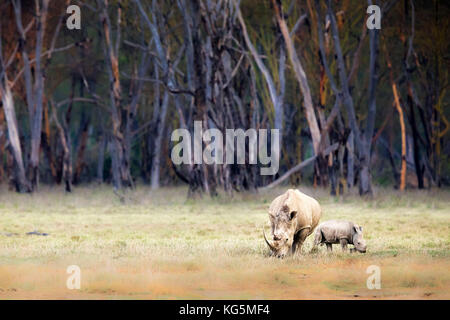 White Rhino in Lake Nakuru national park Foto Stock