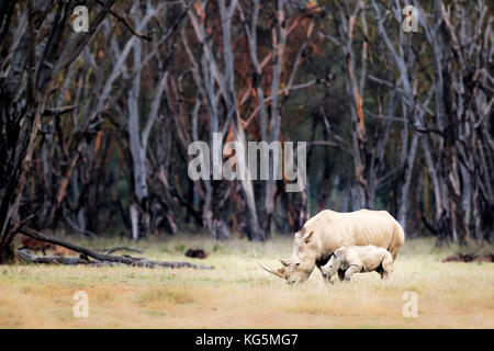 White Rhino in Lake Nakuru national park Foto Stock