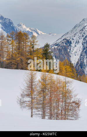 I larici nel tardo autunno (La Thuile Valle, Valle d'Aosta, Italia, alpi italiane) Foto Stock