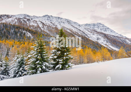 Il larice e abete rosso nel tardo autunno (La Thuile Valle, Valle d'Aosta, Italia, alpi italiane) Foto Stock