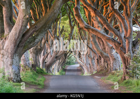 Siepi scuro vicino stanocum, County Antrim, Irlanda del Nord, Regno Unito Foto Stock