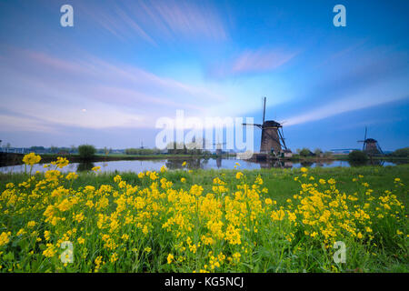 Mulini a vento incorniciato da fiori di colore giallo e il tipico canale all'alba kinderdijk molenwaard South Holland Olanda europa Foto Stock