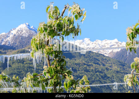 Blue sky sui frutteti di mele ricoperta di ghiaccio nella primavera villa di tirano provincia di Sondrio valtellina lombardia italia Europa Foto Stock