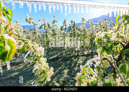 Close up di frutteti di mele ricoperta di ghiaccio nella primavera villa di tirano provincia di Sondrio valtellina lombardia italia Europa Foto Stock