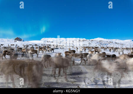 Gregge di renne sotto le luci del nord, abisko, kiruna comune, norrbotten county, Lapponia, Svezia Foto Stock