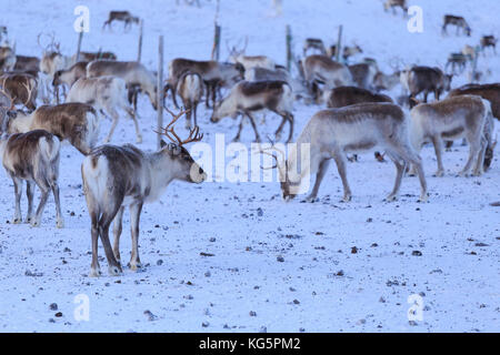 La renna al pascolo. Riskgransen, Norbottens Ian, Lapponia, Svezia, Europa Foto Stock