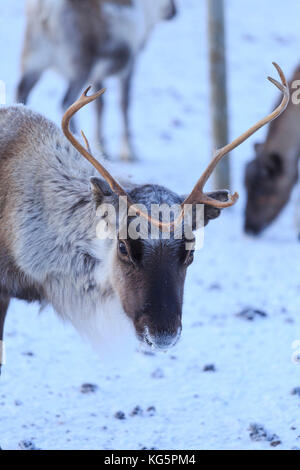 La renna al pascolo. Riskgransen, Norbottens Ian, Lapponia, Svezia, Europa Foto Stock