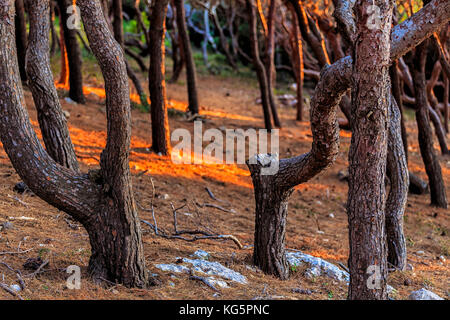 Filtri solari nella foresta di Aleppo di tutta l'isola di San Domino, isole Tremiti, Foggia, Puglia, Italia. Foto Stock