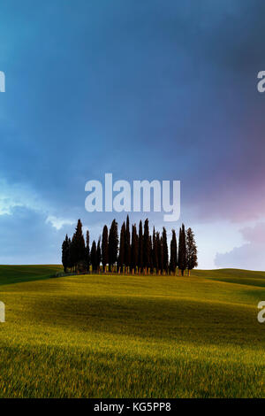 Bosco di Cipresso vicino a san Quirico d'orcia, val d'orcia, san Quirico d'orcia, Siena, Toscana, italia Foto Stock