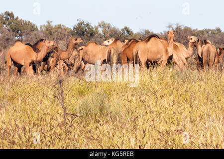 Semi selvatica di Cammelli Outback australiano Foto Stock