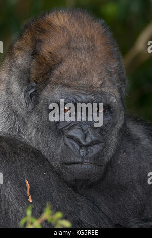 Western pianura gorilla, maschio Foto Stock