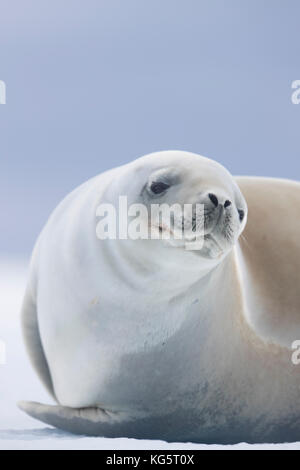 Close up di granchio eater guarnizioni, Antartide Foto Stock
