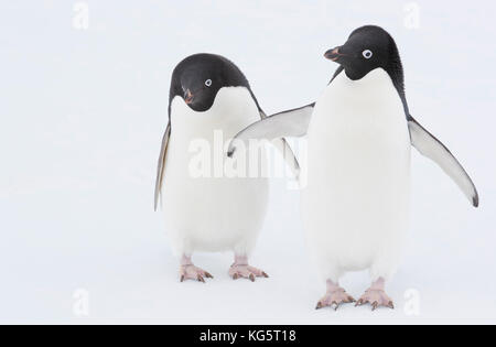 I Pinguini Adélie su ghiaccio, l'Antartide. Foto Stock