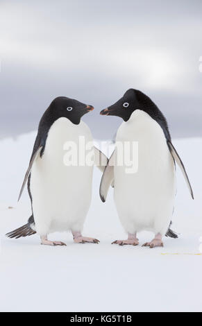 Due pinguini Adélie su ghiaccio, l'Antartide. Foto Stock