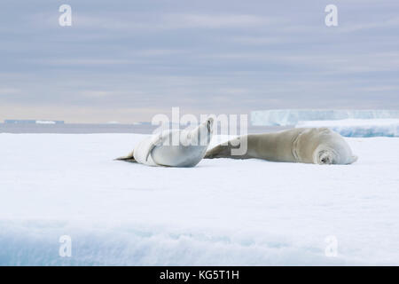 Il granchio eater guarnizioni su un iceberg, Antartide Foto Stock