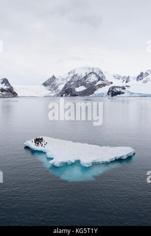 Adelie Penguins on ice floe, Antartide Foto Stock