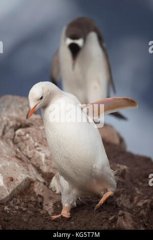 Pinguino Gentoo con Leucism, Antartico peninsulare Foto Stock
