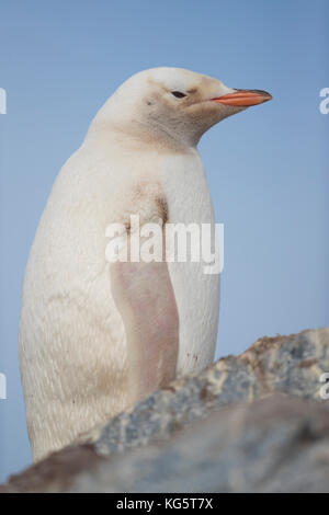 Pinguino Gentoo con Leucism, Antartico peninsulare Foto Stock