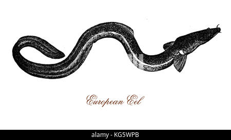 Incisione d'epoca dell'anguilla europea, un pesce migrante a rischio critico simile a un serpente che può raggiungere una lunghezza di circa 60-80 cm. Foto Stock