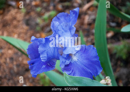 Viola (iris iris Versicolor) fioritura in un giardino nel sud-est dell'australia Foto Stock