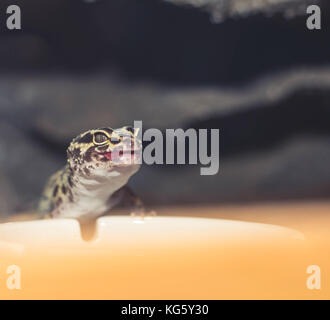 Leopard gecko (eublepharis macularius) guardando in avanti per il suo pasto Foto Stock