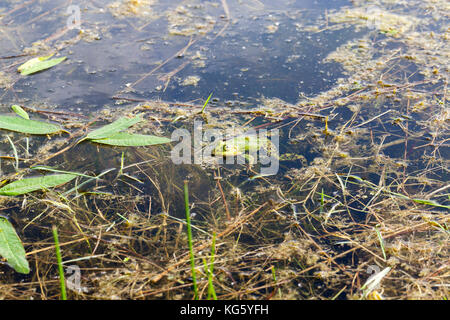 Testa della rana, Foto Stock