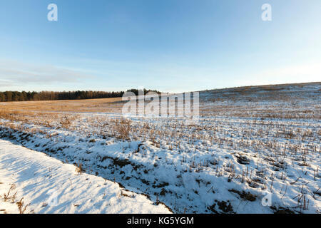 Campo di grano, Foto Stock