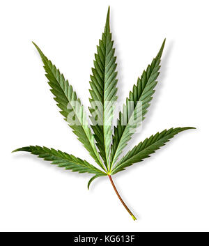 Cannabis leaf, marijuana isolate su sfondo bianco con tracciato di ritaglio Foto Stock