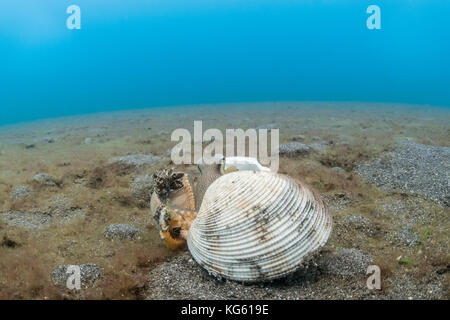 Il cocco octopus (amphioctopus marginatus) nel Lembeh strait Foto Stock