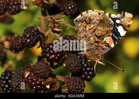 Red Admiral butterfly Foto Stock